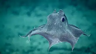 Opisthoteuthis agassizii