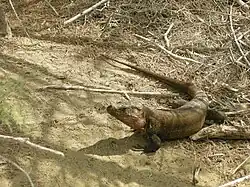 Gran Canaria-reuzenhagedis in het gebied