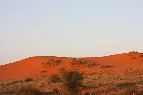 Rode duinen in de Kgalagadi-Kalahari