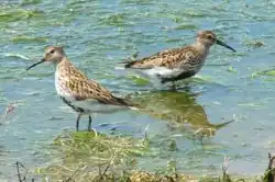 Bonte strandloper in zomerkleed