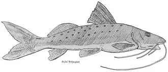 Duopalatinus emarginatus