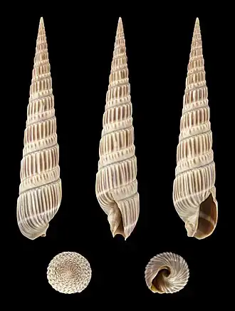 Duplicaria dussumierii