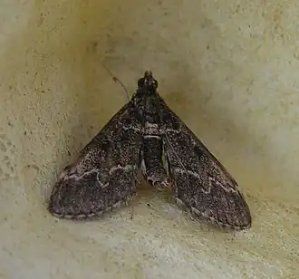 Duponchelia fovealis