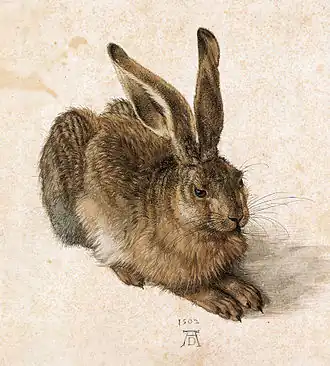 Albrecht Dürer: Haas