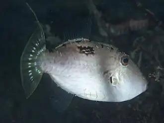 Paramonacanthus otisensis