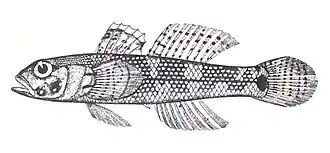 Bathygobius fuscus