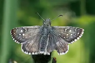 Donker spikkeldikkopje