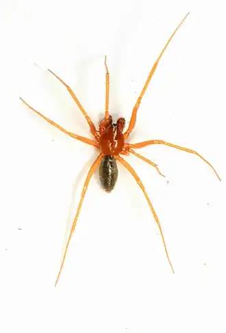 Gonatium crassipalpum