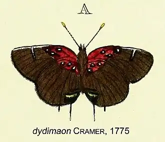 Brangas dydimaon