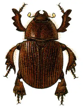 Dynamopodinae