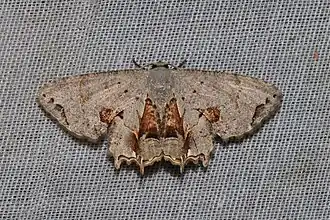 Dysaethria rubrililacina