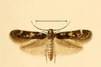 Dysallomima coarctella