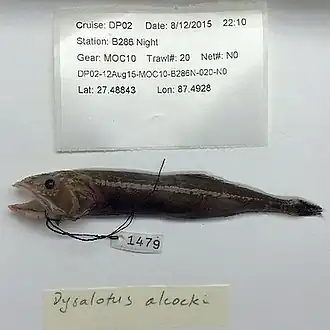 Dysalotus