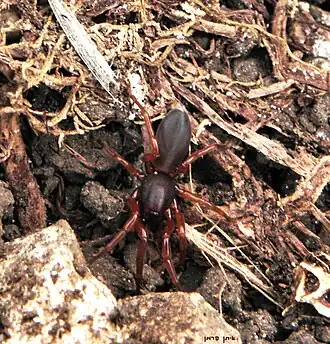 Dysdera spinicrus