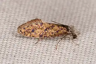 Dyseriocrania auricyanea