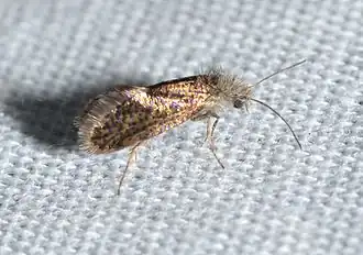 Dyseriocrania griseocapitella