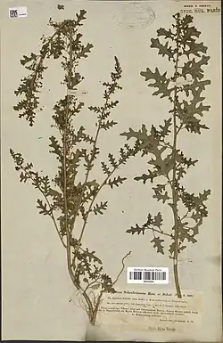 Herbarium exemplaar