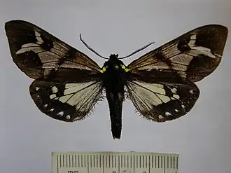 Dysschema imitata