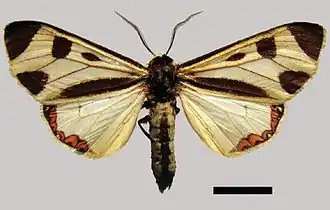 Dysschema centenaria