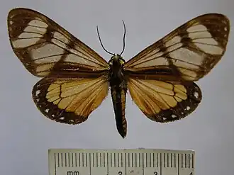Dysschema nigrivenata