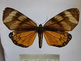 Dysschema aorsa