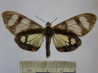 Dysschema flavopennis