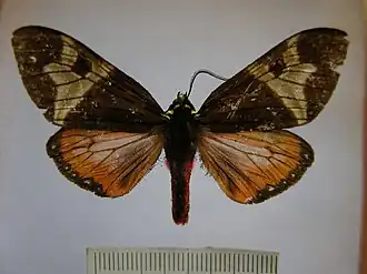 Dysschema paracelsus