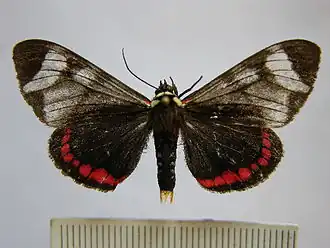 Dysschema leucophaea