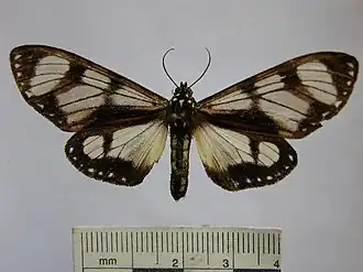 Dysschema thyridina