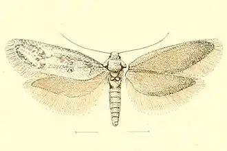 Dysspastus musculina