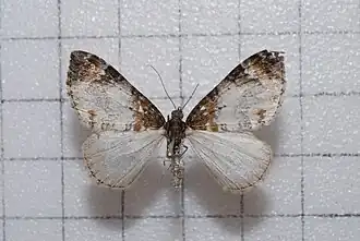 Dysstroma cinereata