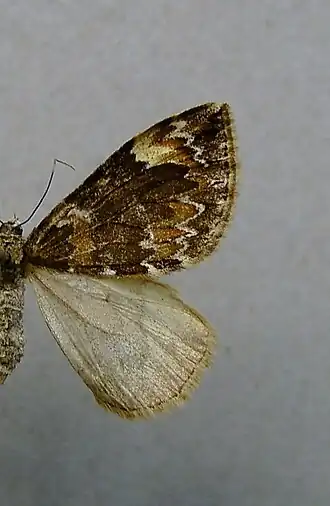 Gehoekte schimmelspanner