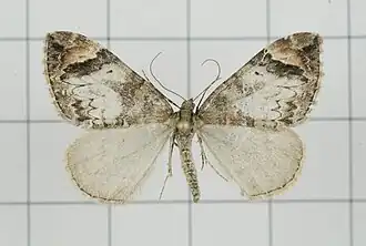 Dysstroma dentifera