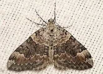 Dysstroma pseudimmanata