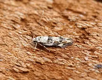 Dystebenna stephensi