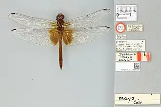 Dythemis maya