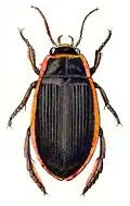 ♀ Dytiscus dimidiatus