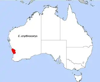 Eucalyptus erythrocorys