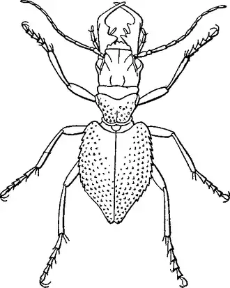 Manticora tuberculata