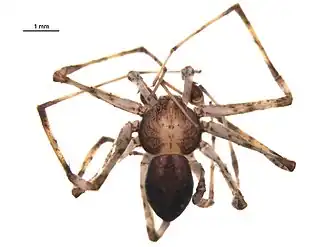 Philodromus keyserlingi