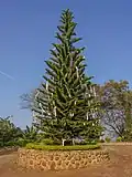 Kerstboom in Bahir Dar
