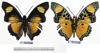 Charaxes fournierae