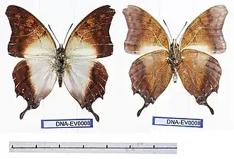 Charaxes zoolina