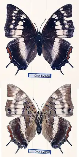 Charaxes pembanus