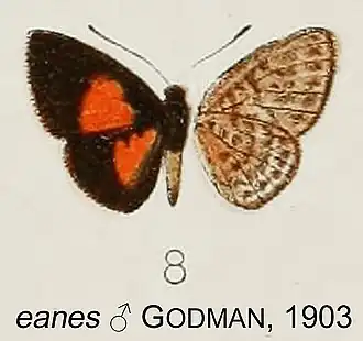 Comphotis eanes