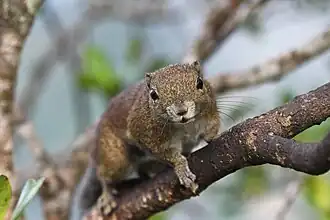 Callosciurus adamsi