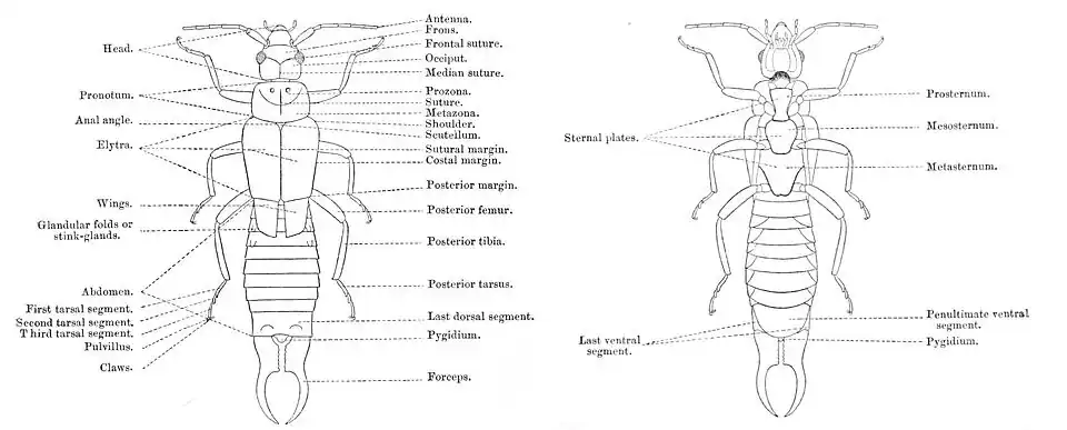 Anatomie van een oorworm