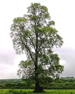 gladde iep (Ulmus minor)