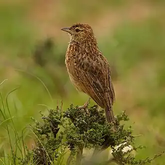 Oostelijke klapperleeuwerik