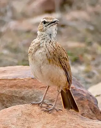 Oostelijke langsnavelleeuwerik